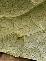 Nasonovia ribisnigri