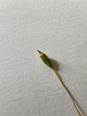 Polytrichum pallidisetum