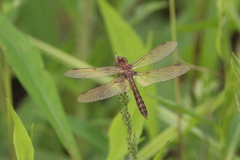 Perithemis tenera