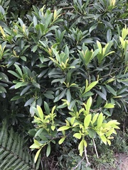 Myrsine seguinii