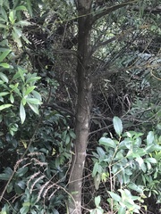Myrsine seguinii