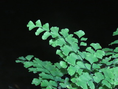 Adiantum capillus-veneris