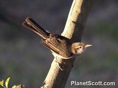 Campylorhynchus turdinus