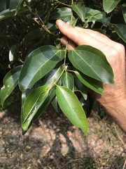Strychnos angustiflora