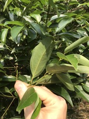 Strychnos angustiflora