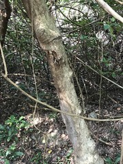 Strychnos angustiflora