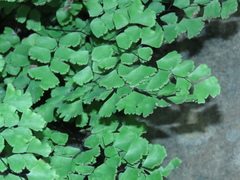 Adiantum capillus-veneris
