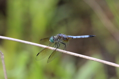 Pachydiplax longipennis