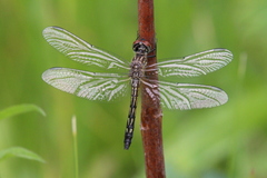 Pachydiplax longipennis