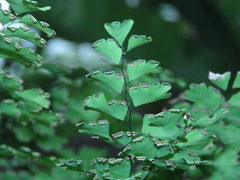 Adiantum capillus-veneris