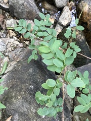 Phyllanthus reticulatus