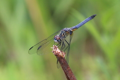 Pachydiplax longipennis