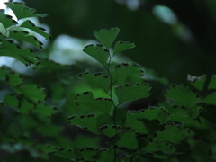Adiantum capillus-veneris