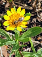 Apis mellifera image