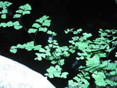 Adiantum capillus-veneris