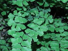 Adiantum capillus-veneris