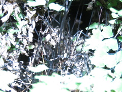 Adiantum capillus-veneris