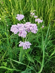 Achillea millefolium