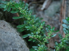 Pilea microphylla