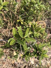Rhododendron simsii