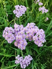 Achillea millefolium