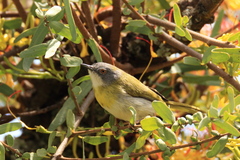Apalis flavida