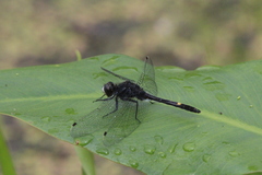 Leucorrhinia intacta