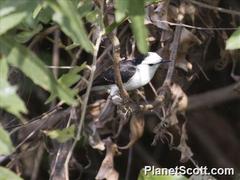 Fluvicola albiventer