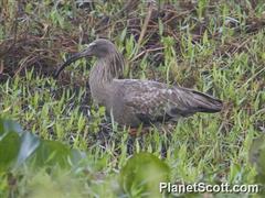 Theristicus caerulescens