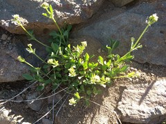 Valeriana californica