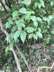 Ilex asprella