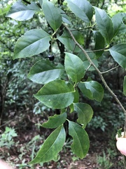 Ilex asprella
