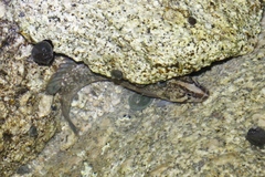 Acanthoclinus fuscus
