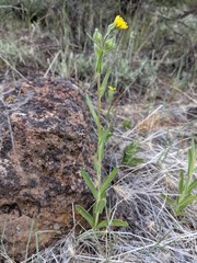 Madia citriodora