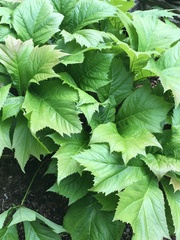 Oplopanax