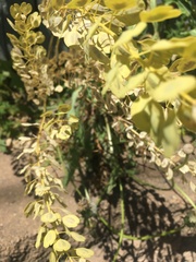 Thlaspi arvense