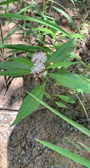 Asclepias perennis