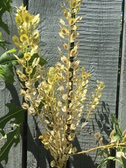Thlaspi arvense
