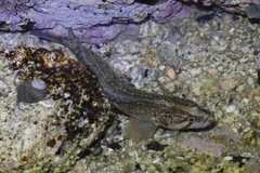 Acanthoclinus fuscus