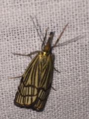 Chrysocramboides craterella