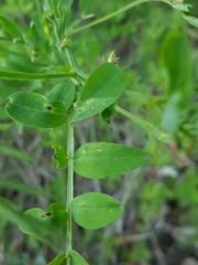 Lathyrus niger