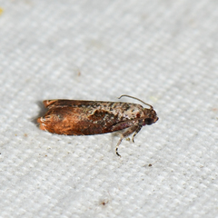 Episimus tyrius