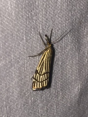 Chrysocramboides craterella