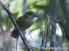 Thamnophilus pelzelni