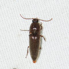 Melanotus communis