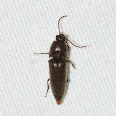 Melanotus communis