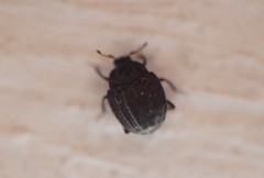Onthophilus punctatus