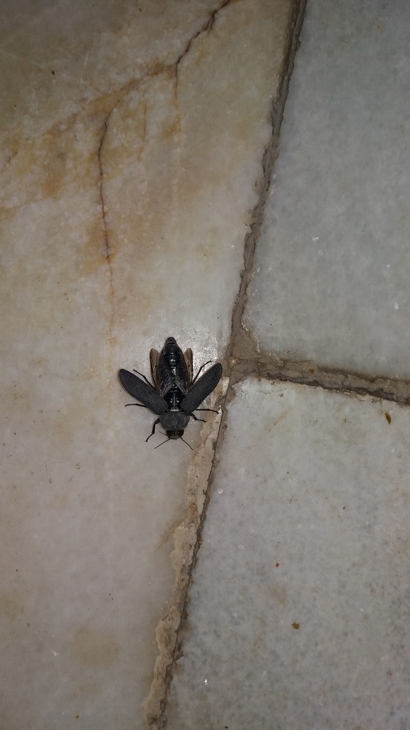 Strigopteroides