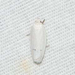 Antaeotricha albulella