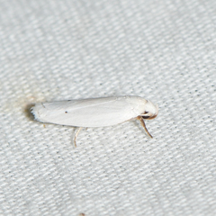 Antaeotricha albulella